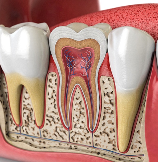 A digital image of a cross-section of a tooth that shows the inner nerves